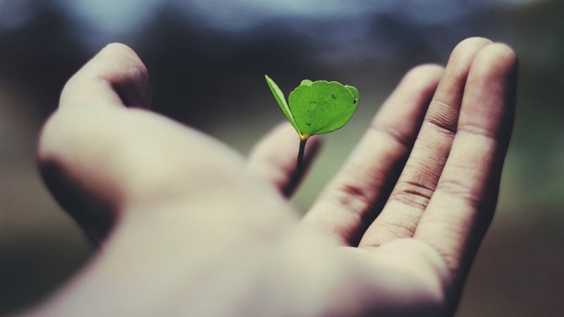 Hand with plant seemingly growing from palm